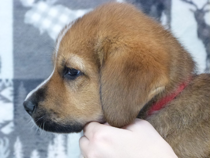 chinook puppy